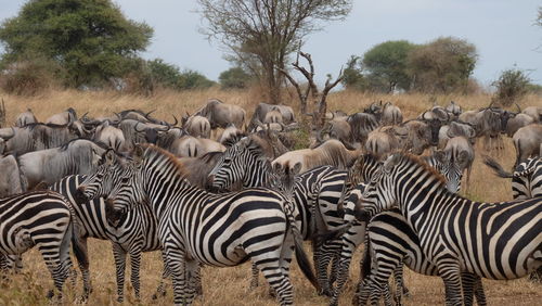 Zebras in a field