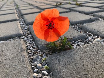 High angle view of orange flower on pebbles