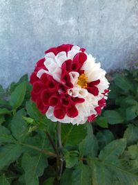 Close-up of red flowers blooming outdoors