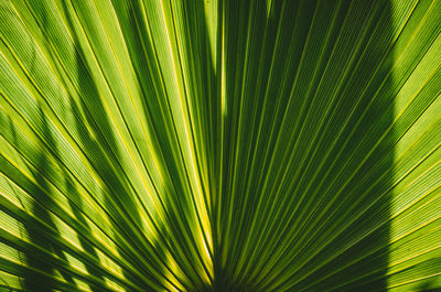 Close-up of palm leaf