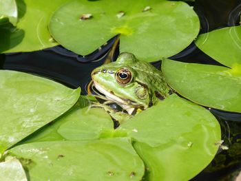 Close-up of frog in water