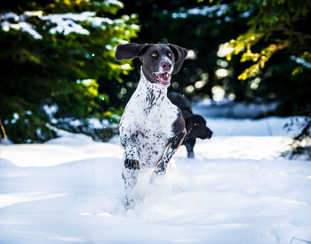 Portrait of dog running on land