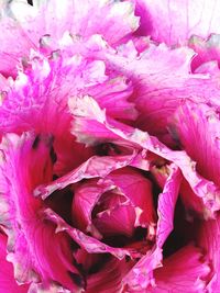 Close-up of pink flowers