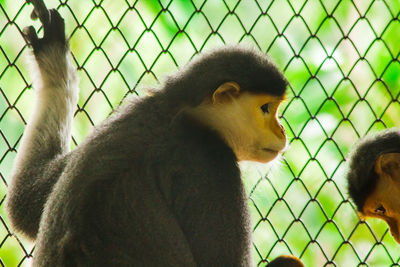 View of monkey on fence at zoo