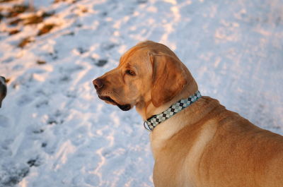 High angle view of dog on snowy field