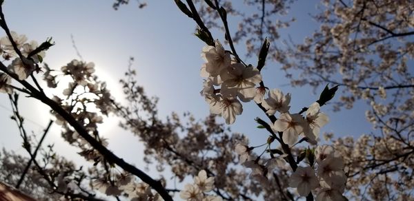 Low angle view of cherry blossoms against sky