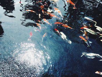 High angle view of koi carps swimming in water