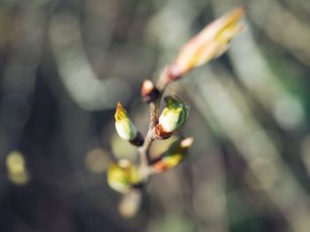 Close-up of flower buds