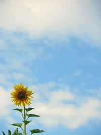 Low angle view of yellow flowers blooming against sky