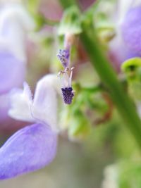 Close-up of purple flowers blooming outdoors