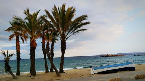 Palm trees on beach