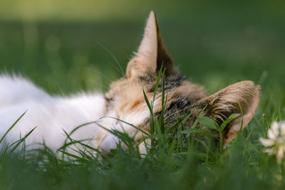 Cat relaxing on a field