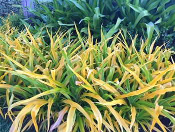 Close-up of fresh green plants on field
