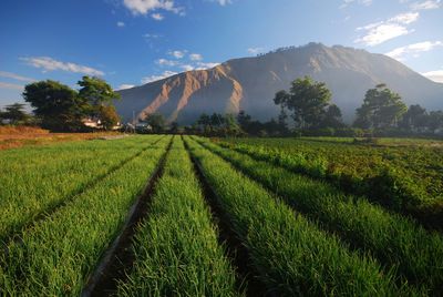 Scenic view of farm against mountains