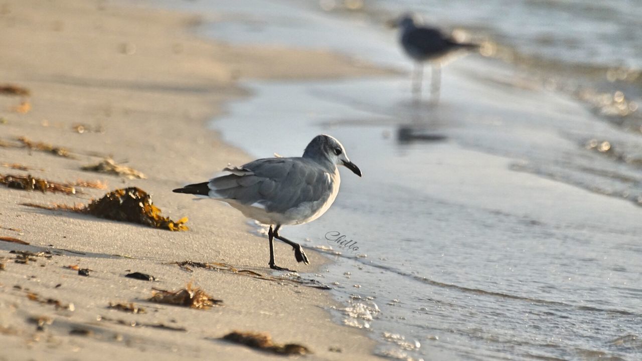 bird, animal themes, animals in the wild, beach, wildlife, one animal, seagull, sand, water, sea, full length, shore, nature, side view, perching, focus on foreground, outdoors, sea bird, walking, day