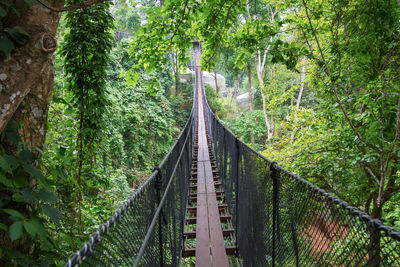 Doi tung tree top walk, chiangrai, thailand