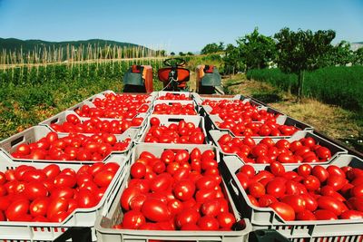 Fresh tomatoes in crates on tractor