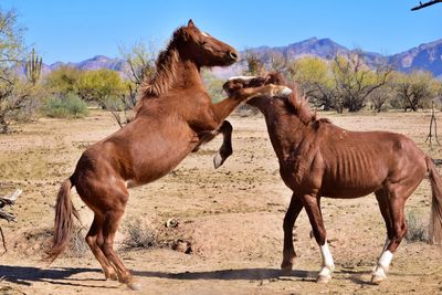 Horses on a field