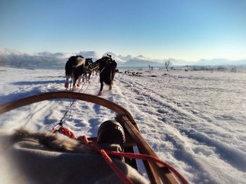 View of a dog in snow