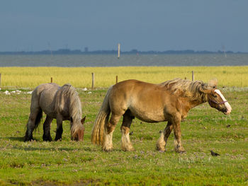 Beach and horses on juist