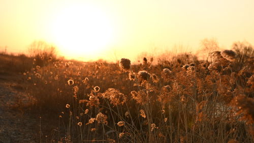 Plants growing on field against sky during sunset