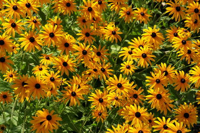 Full frame of yellow flowers