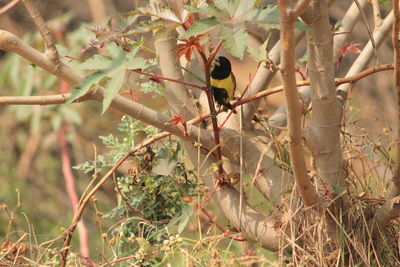 Bird perching on tree