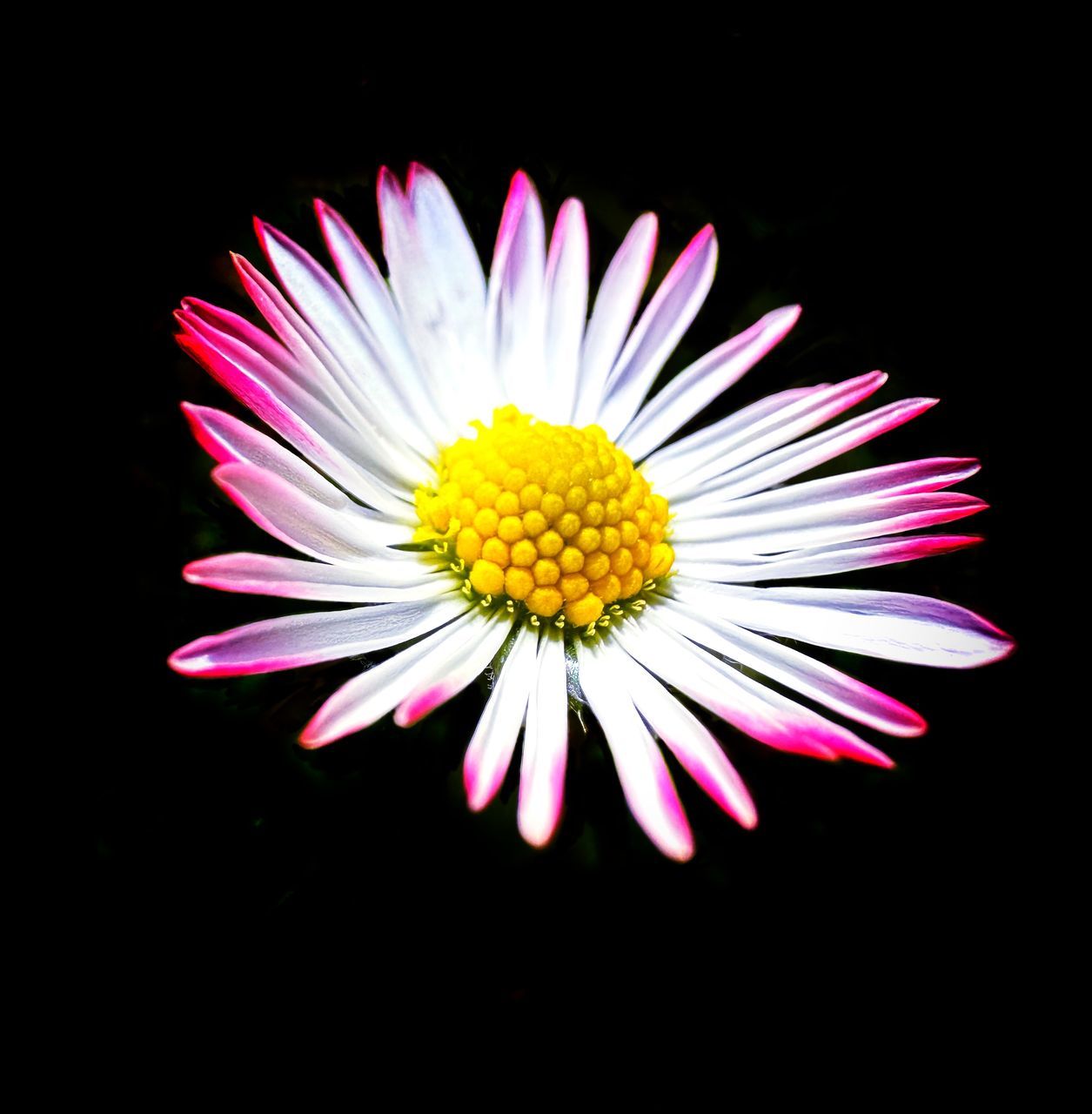 flower, flowering plant, freshness, flower head, petal, black background, inflorescence, plant, beauty in nature, fragility, close-up, studio shot, daisy, yellow, pink, pollen, growth, no people, indoors, nature, macro photography, white, cut out, aster, vibrant color, multi colored