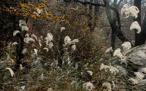 Close-up of plants against blurred background