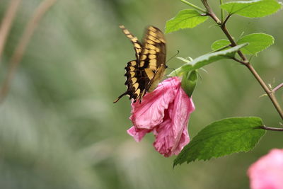 Close-up of butterfly pollinating on pink flower