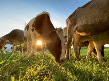 Cows grazing in the field