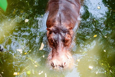 High angle view of hippopotamus in lake