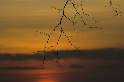 Close-up of silhouette plant on land against sky during sunset