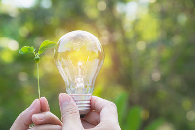 Close-up of hand holding plant and light bulb