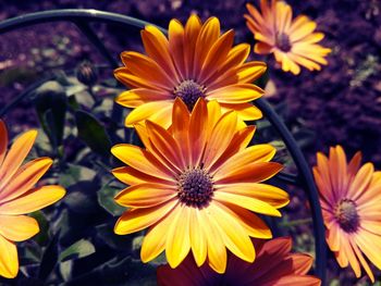 Close-up of sunflowers blooming outdoors