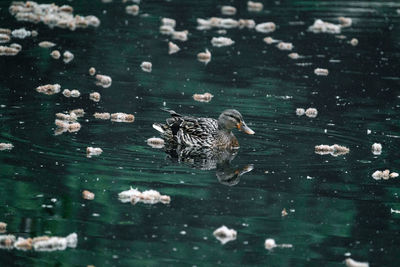 Side view of duck swimming in lake