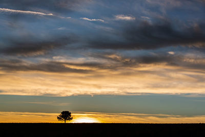 Silhouette trees on field against sky during sunset