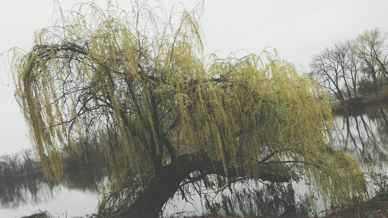 tree, growth, clear sky, tranquility, branch, nature, water, low angle view, beauty in nature, reflection, lake, tranquil scene, sky, day, tree trunk, scenics, green color, outdoors, no people, growing