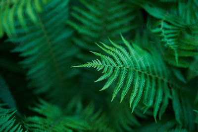 Natural unfocused green background of a natural fern in sunlight. beautiful ferns create foliage. 