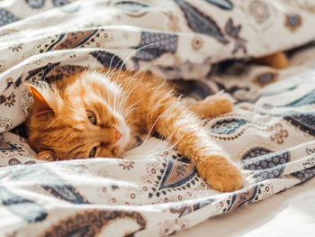 Cute ginger cat lying in bed. fluffy pet comfortably settled to sleep under blanket. cozy home