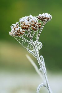 Close-up of wilted plant