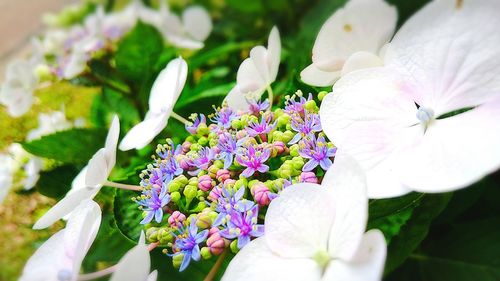 Close-up of flowers blooming outdoors