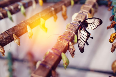 Close-up of insect