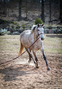 View of horse