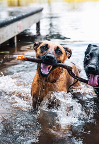 Close-up of dog in water