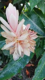 Close-up of pink flowers