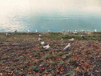 High angle view of birds on lakeshore