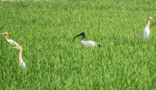 grass