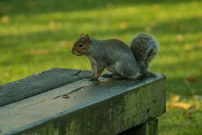 Grey squirrel sitting on a park bench 