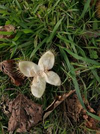 High angle view of mushrooms growing on field